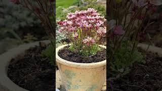Вечер моей каменной горки  Mein Steinbeet 