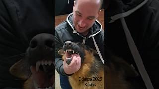 KNYAZ' attacks German Shepherd puppy 11 months. Odessa 2025