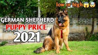 German shepherd price in india  // german shepherd puppy price 2021