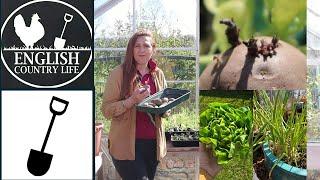 Beginners Guide to Growing Food: 3 Easy Vegetables