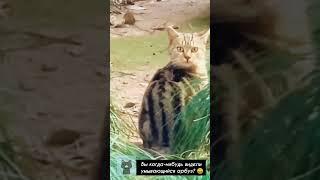 Самые смешные коты /Приколы с котами/СМЕШНЫЕ ЖИВОТНЫЕ 2023/Funny cats/Funniest Cats/Gatos engraçados