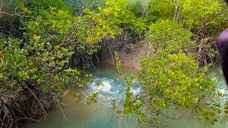 Tiny Creek Full Of Fish!!