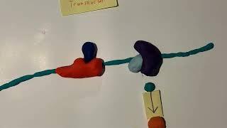 Signal Transduction Pathway Project - Mohammad Qureshi and Andrew Satterfield