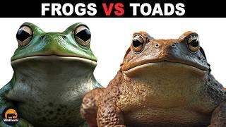 What Is The Difference Between Frogs and Toads?