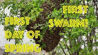 First Day of Spring, First Swarm of the Season - Honey Bees relocated from a branch in Texas