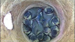 Blue Tit Nest Update [11 Chicks 29th May 2023]
