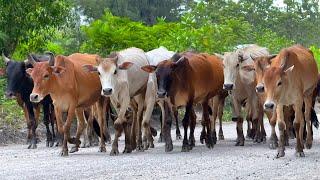 Video Gembala Sapi Lembu digiring Menuju Ke Kandang Peternakan Hewan Ternak Sapi di Desa yang indah