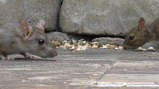 Rats vs Squirrels - Attacks! FYV #rats #ratslife