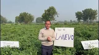 LANEVO Comming Soon DHANUKA New Product LANEVO