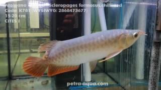 K781 Arowana chilli red WYSIWYG