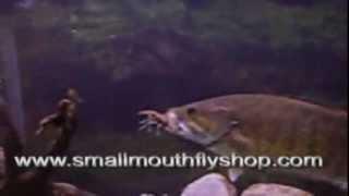 How a smallmouth bass eats a crayfish