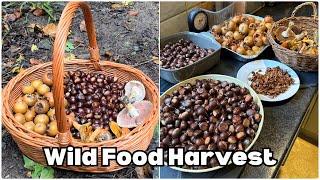 Foraging Walk in Autumn- Nuts / Fruits / Mushrooms