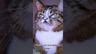 СМЕШНЫЕ КОШКИ / ПРИКОЛЫ С КОШКАМИ