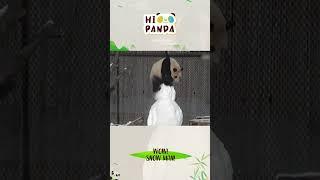 WOW!SNOW MAN! #panda #熊猫 #shorts 【欢迎订阅MIGU Panda官方频道】