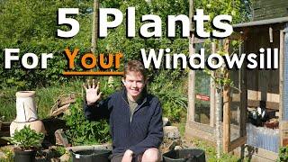 Top 5 Plants To Grow On YOUR Windowsill | Small Space Gardening