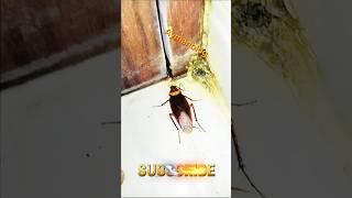 1,2,3 start cockroach #aymanblog #funny #shorts #cockroach
