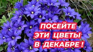 ЧТО ПОСЕЯТЬ В ДЕКАБРЕ? Посейте эти красивые цветы для украшения вашего сада!