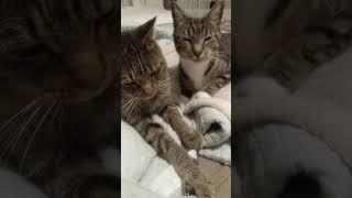 Boy Cat Is Ignoring Girl Cat #lol #cute #cat #video #funny #home #cats #youtube #pets #shorts