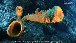 What Are Seamounts?