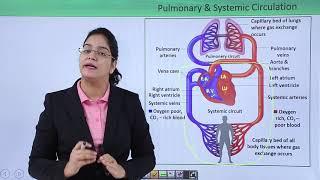 Class10th – Double Circulation | Circulatory System (Body Fluid and Circulation) | Tutorials Point