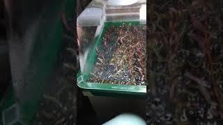 Propagation of Aquarium Plants S1E1