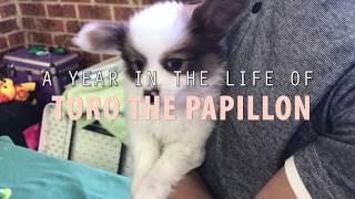 THE CUTEST PAPILLON PUPPY - A year in the life of Toro!