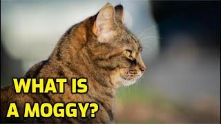 Why Are Cats Called Moggies?