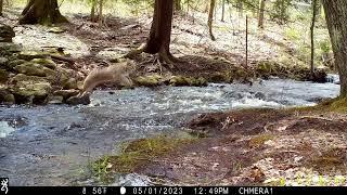 New Hampshire wildlife trail cam video compilation