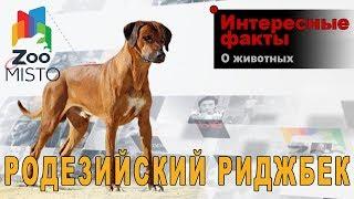 Родезийский риджбек - Интересные факты о породе  | Собака породы родезийский риджбек