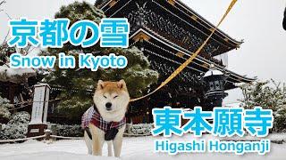 【京都の雪】銀世界の東本願寺、寒さに負けず柴犬お散歩（2025年2月8日） Shiba Inu walking in snowy Kyoto