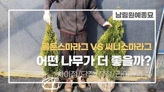 최고의 인기 침엽수 골든스마라그와 써니스마라그 직접 키워본 경험담으로 차이점,장점,단점등 말씀드리겠습니다!