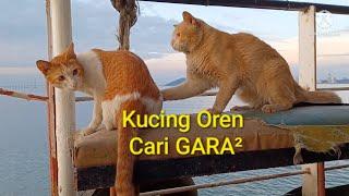 Kucing Oren barbar