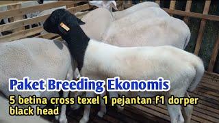 paket breeding ekonomis domba cross texel bunting dan pejantan f1 dorper blackhead