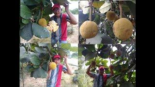 JELAJAH NEGRIKU 01 (BORNEO) BUAH TARAP TERMASUK BUAH ASLI/KHAS KALIMANTAN