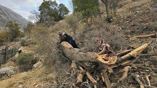 Exploring the nomadic lifestyle of Iran | How to prepare firewood in the style of Iranian nomads🪵️