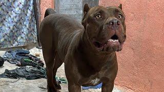 Pitbull best Dog #lekthebestkennel