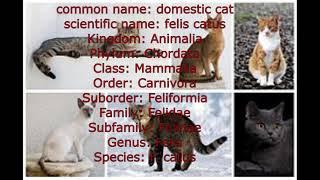 Scientific name of cat//scientific classification: cat/Domestic cat