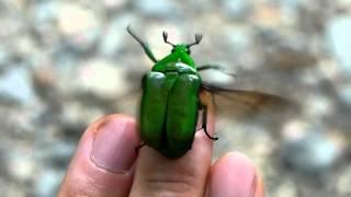 Flightless Green Drone Beetle 飛べないアオカナブンの羽ばたき