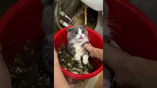 Những loài mèo đáng yêu nhất trên thế giới P1 #cat #pets #khampha