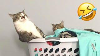 CATS make us LAUGH ALL THE TIME!  Best FUNNY CAT videos 2024