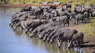 Maziti Dam, Zebra "Migration" stopping over at a waterhole in Kruger National Park.