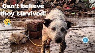 Dog buried from tornado