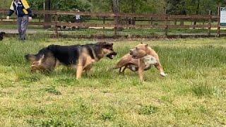 German Shepherd Attacks Pitbull [OFF LEASH PARK] @NBFLIVE