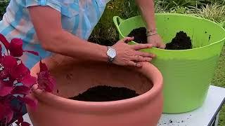 Potting Recipe With Coleus