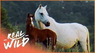 Australia's Wild Horses And Their Remarkable Story Of Survival | Horse: In The Wild | Real Wild
