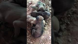 Cute baby Dog || Pet Animals in Cambodia #short #puppies