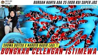 BONGKAR CELENGAN !! KOI VIRAL SHOWA DOITSU X NARUTO HADIR KEMBALI !! BURUAN GERCEP BOSKU !!