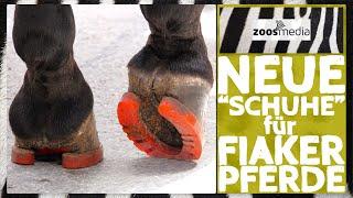 Fiaker Paul: Plastic HORSESHOES for fiacre horses in Vienna  | zoos.media