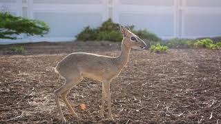 Dik Dik Ceylanı