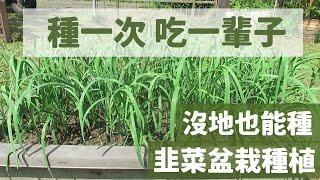 韭菜移植韭菜盆栽種植教學 | 阿星種植